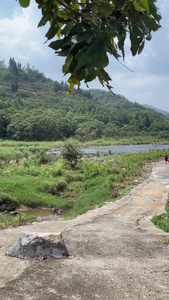 小溪小溪流水 河水 视频