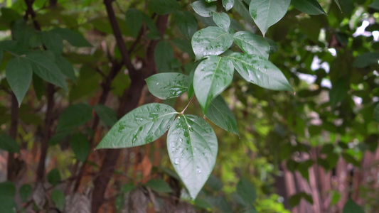 清晨的绿色植物意境背景素材视频