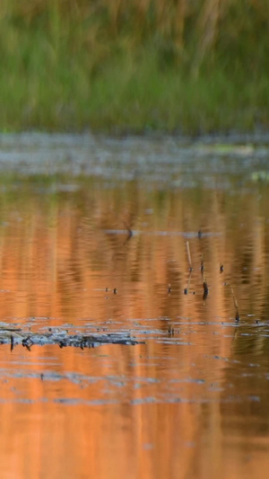 水塘边觅食蚊虫的小鸟动物世界24秒视频