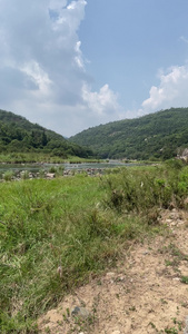 小溪小溪流水 河水 视频