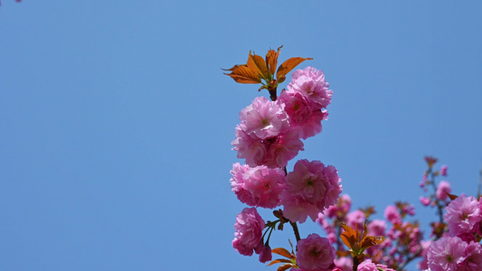 春天盛开的樱花树粉红樱花随风摇曳视频