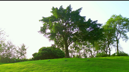 4K实拍唯美阳光大树草坪视频素材视频