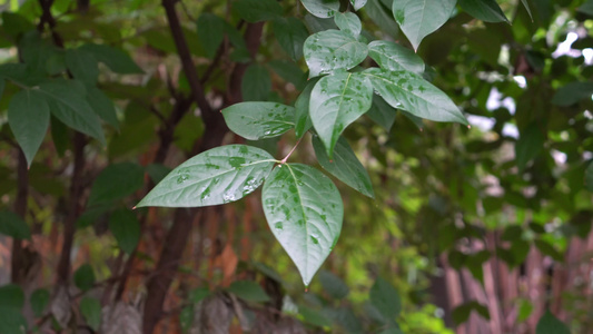 清晨的绿色植物意境背景素材视频