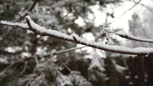 树枝上美丽的积雪视频