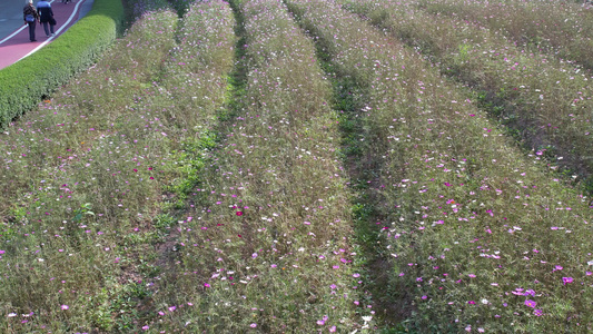 格桑花航拍视频