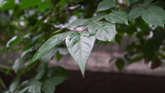 清晨的绿色植物意境背景素材视频