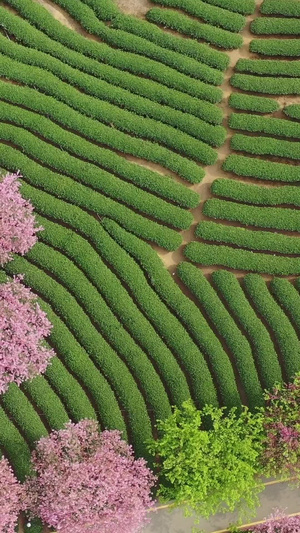 春季自然风光樱花与茶园航拍视频春茶节47秒视频