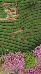 春季自然风光樱花与茶园航拍视频春茶节视频