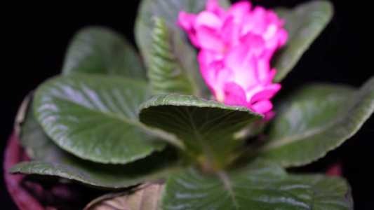 报春花粉色花朵鲜花盆栽绿植视频