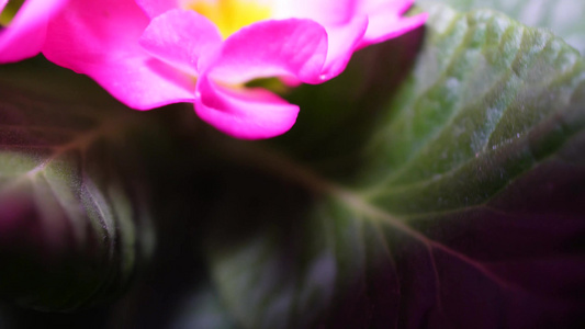 报春花粉色花朵鲜花盆栽绿植视频