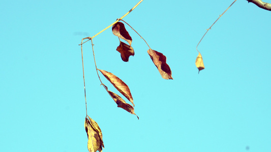 秋天色彩斑斓的树叶视频
