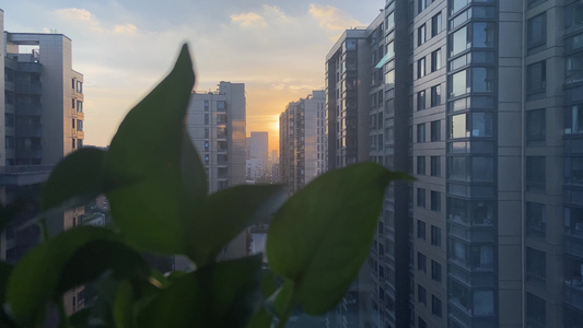 4K实拍自然风景夕阳逆光植物意境[情致]视频