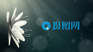 AE模板 唯美中国风花朵绽放标题演绎12秒视频