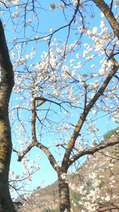 实拍农村春天樱花树视频素材视频