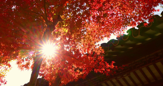 秋天阳光穿过树叶唯美红叶红枫光影视频