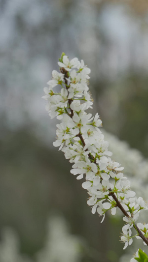 桃花李花油菜花春暖花开91秒视频