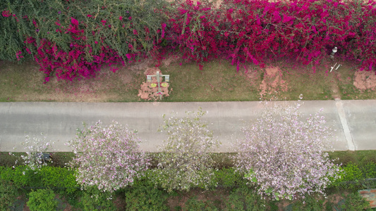 两旁鲜花盛开的小道航拍视频