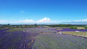 航拍新疆伊犁薰衣草庄园紫色花海自然风景4k素材55秒视频