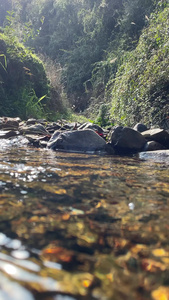 流水 溪水 清澈溪水视频