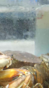 高清青蟹螃蟹海鲜水产品大螃蟹视频