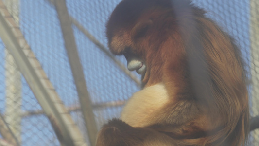 保护动物金丝猴长臂猿动物园视频