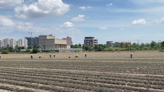 农田 蔬菜田 种植蔬菜视频