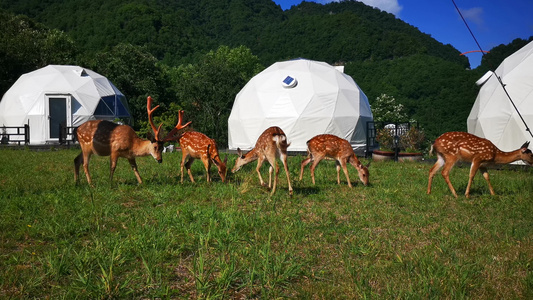 湖北神农架麋鹿动物可爱 视频