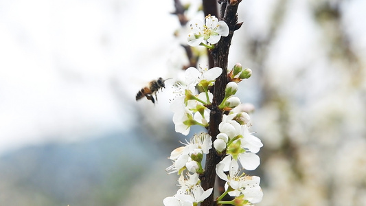 1080升蜜蜂在桃花中采蜜视频