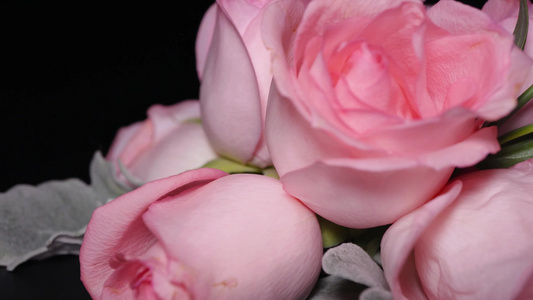 粉色玫瑰花鲜切花鲜花花卉花朵视频