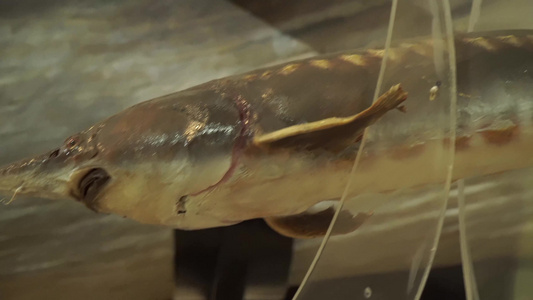 【镜头合集】中华鲟鱼保护动物鱼类标本视频