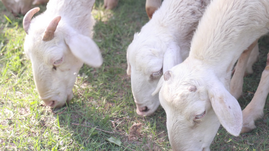 山羊羊群吃草放牧羊吃草视频