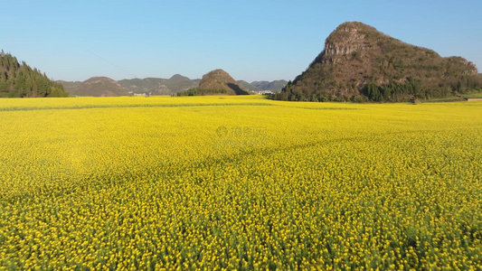 4k航拍罗平油菜花花海风景视频