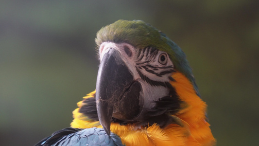 彩色的羽毛鹦鹉展开翅膀保护动物 北京动物园 4A级景区视频