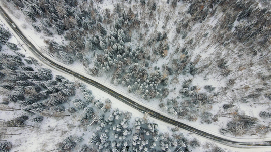 冬日景观中被雪覆盖的树木视频