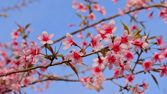 春天盛开的樱花视频