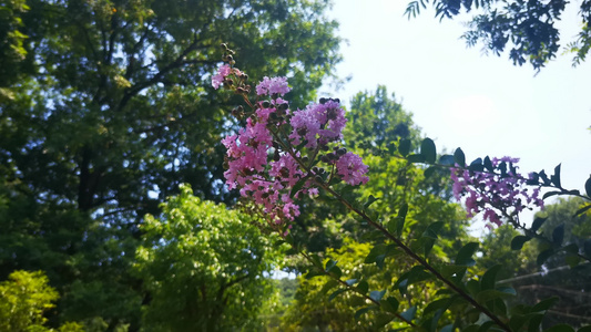 绿色植物花朵鲜花实拍视频