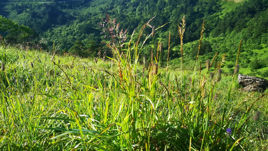 绿色植物花朵鲜花实拍视频