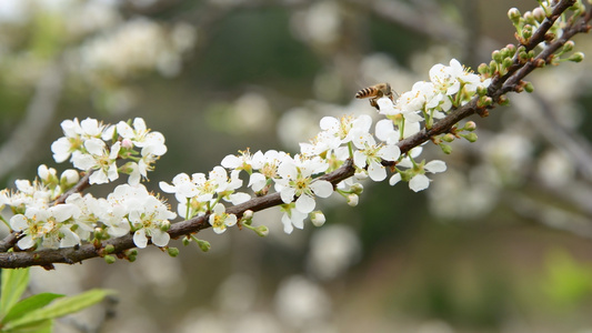 4k蜜蜂在白色桃花中采蜜视频