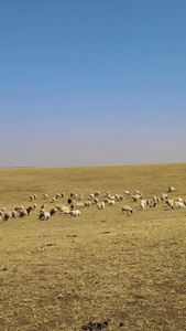 航拍初春的鄂尔多斯大草原 羊群在悠闲的吃草4A景点视频