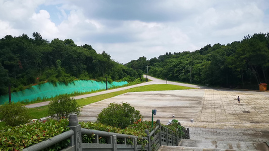 自然风景阳光树枝树叶植物 视频