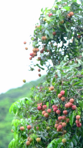 树上成熟的荔枝夏天水果视频