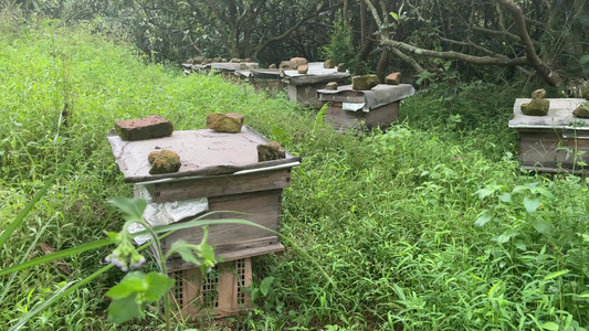 养蜂 蜂箱 蜜蜂 视频