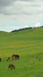 5A景区喀拉峻草原上吃草的马群航拍视频新疆旅游视频