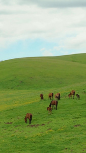 5A景区喀拉峻草原上吃草的马群航拍视频旅游景点视频