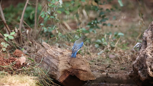 树枝上一只美丽的小鸟[迷人]视频