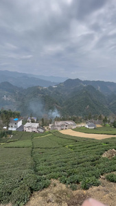 茶园美景 茶叶 茶树 视频