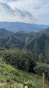 茶园美景 茶叶 茶树 视频