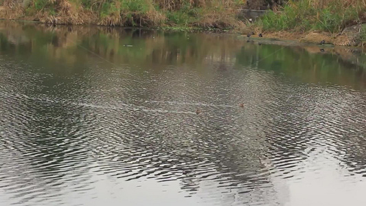 春天湖面上的小野鸭在戏水的场景视频