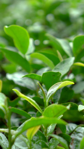 实景拍摄茶园全景素材运镜下雨天茶园视频