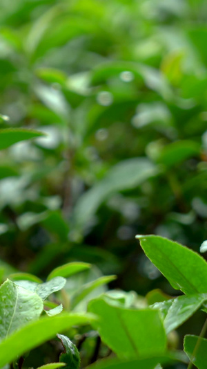 实景拍摄茶园全景素材运镜下雨天茶园28秒视频